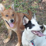 A pair of Arkansas Feists