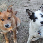 Another pair of prick-earred hooligans