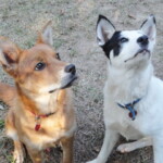 A pair of prick-earred hooligans