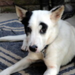 Personaly I wouldn't give 2 dogs for it.