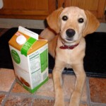 I was not much bigger than a milk carton!